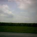 Soybeans (I think)