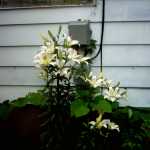 Flowers out back